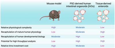 Human Intestinal Organoids: Promise and Challenge